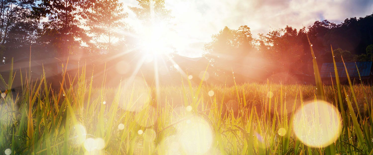 Wiese mit Sonnenstrahlen